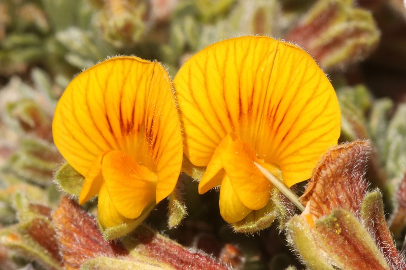 Adesmia ameghinoi photo 8