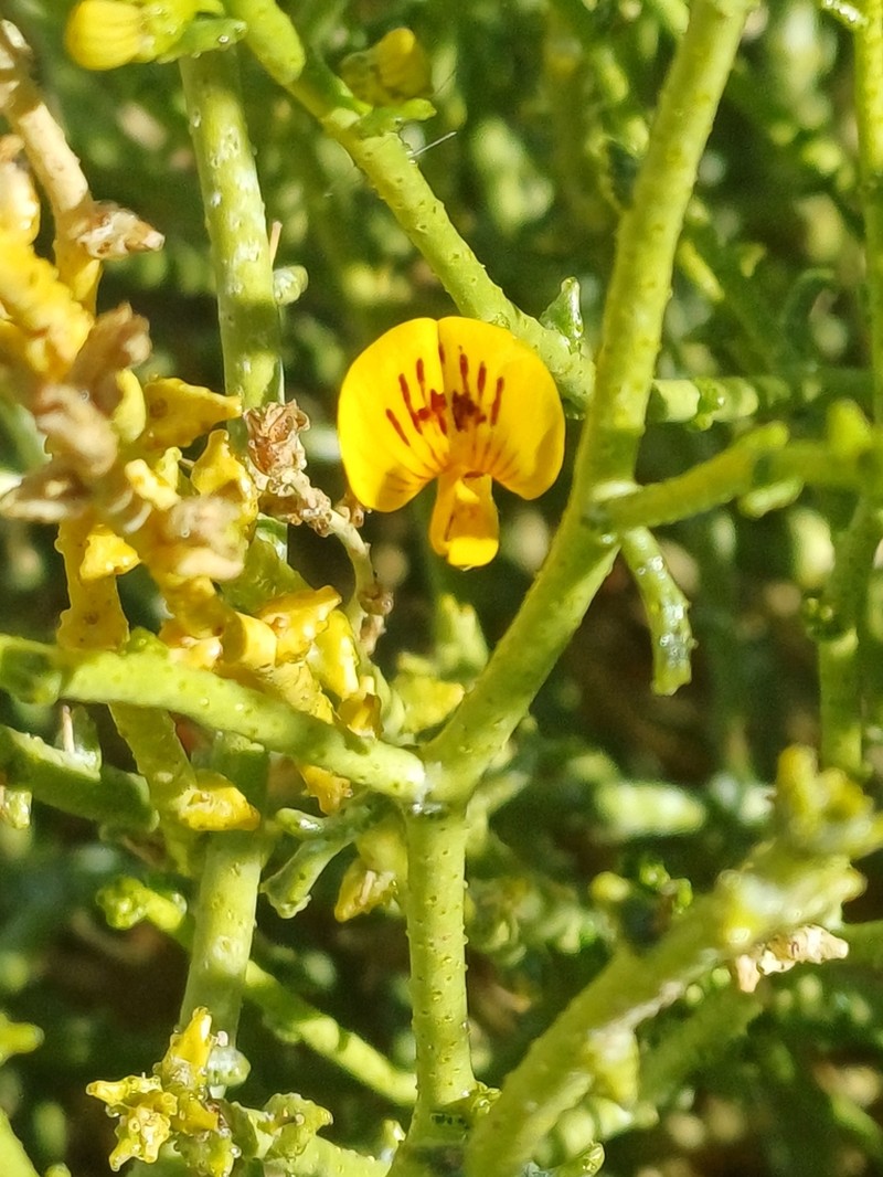 Adesmia aphylla