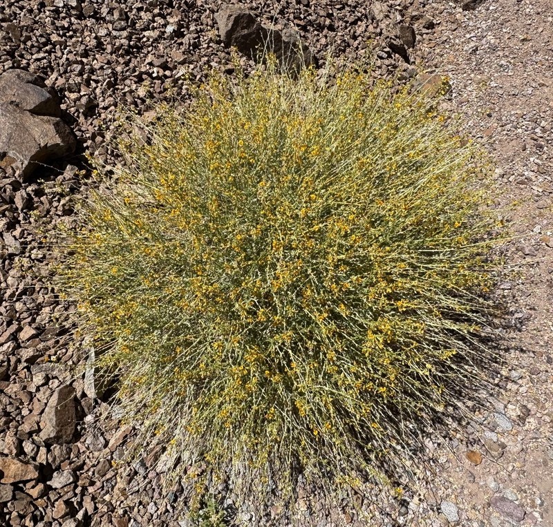 Adesmia aphylla photo 3