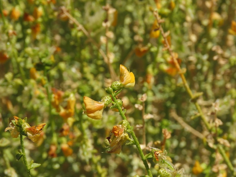 Adesmia aphylla photo 4