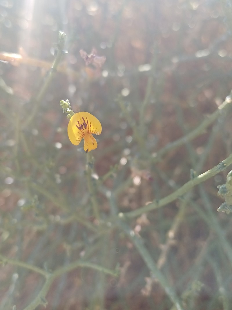 Adesmia aphylla photo 7