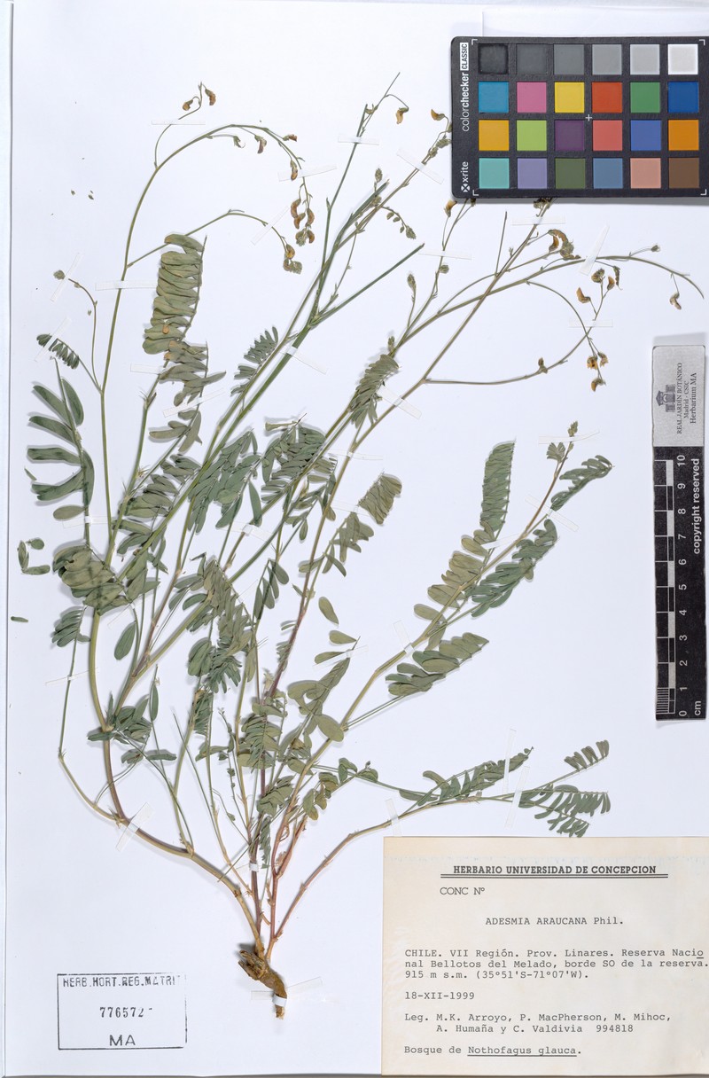 Adesmia araucana photo 2