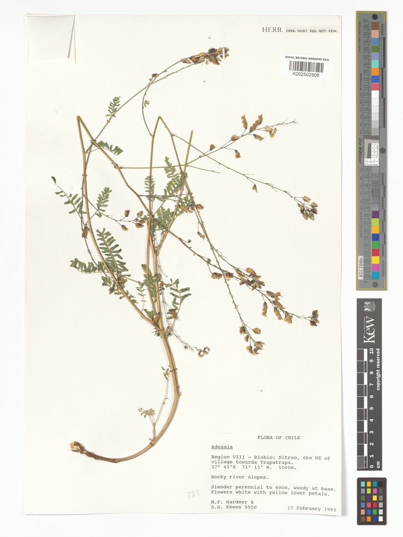Adesmia araucana photo 3