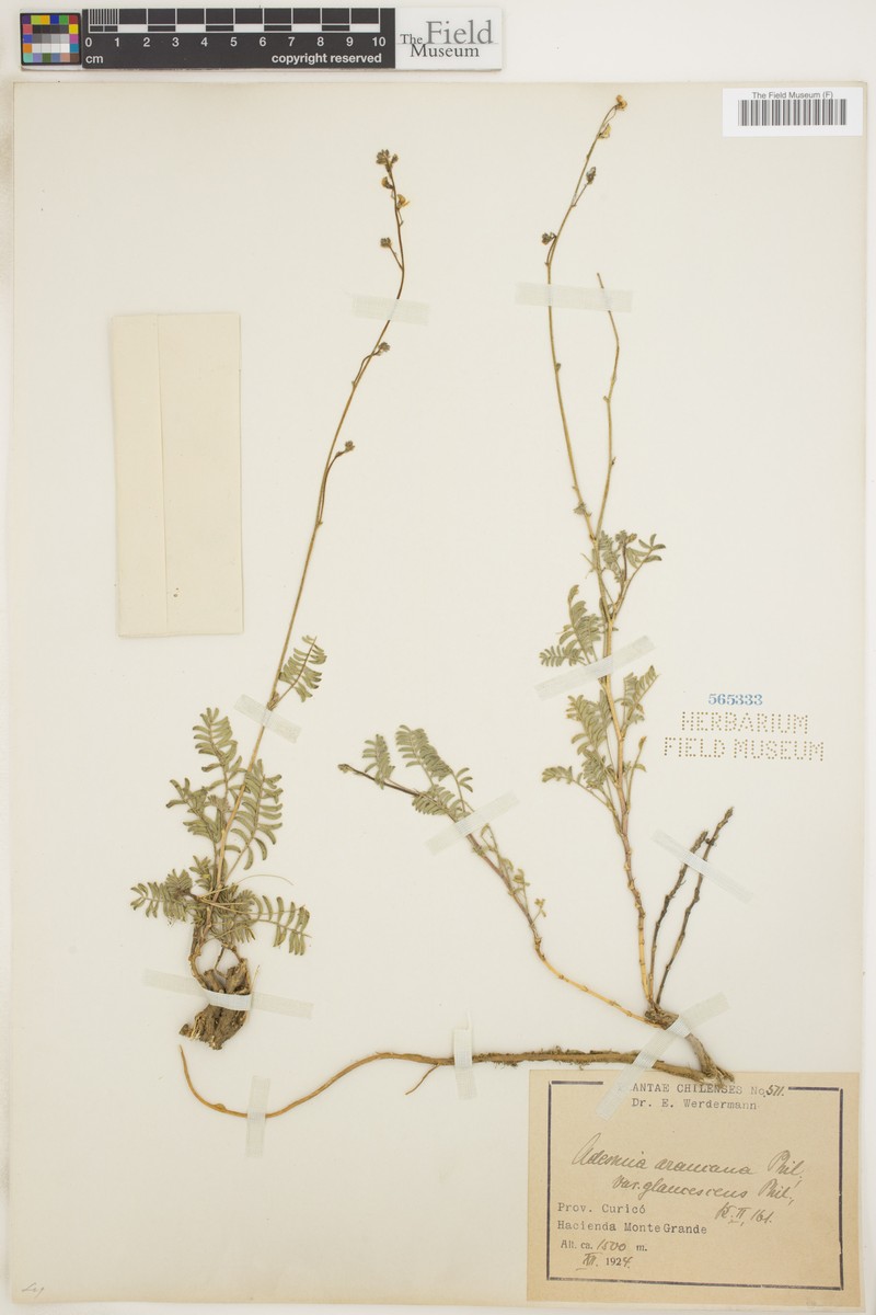 Adesmia araucana photo 4