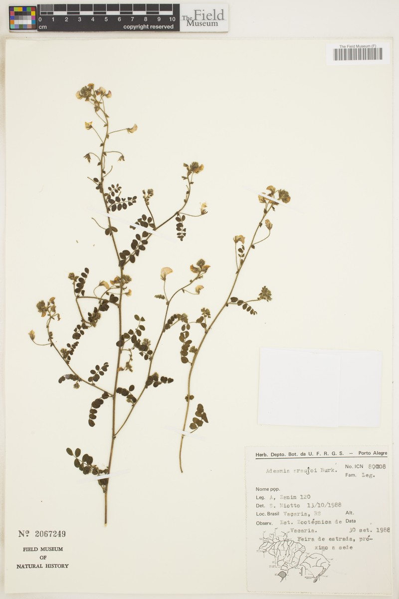 Adesmia araujoi