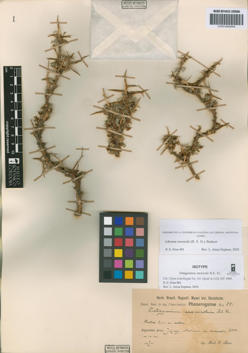 Adesmia arenicola