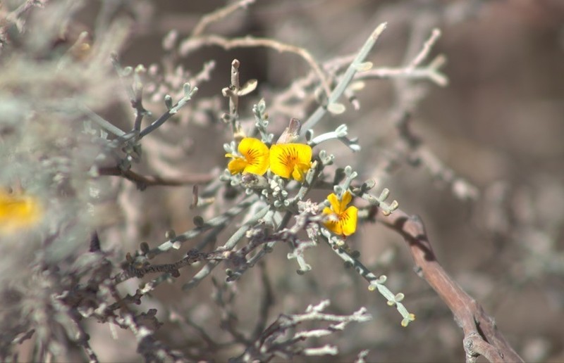 Adesmia argentea