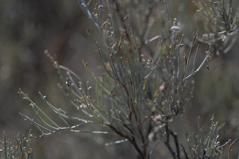 Adesmia argentea photo 2