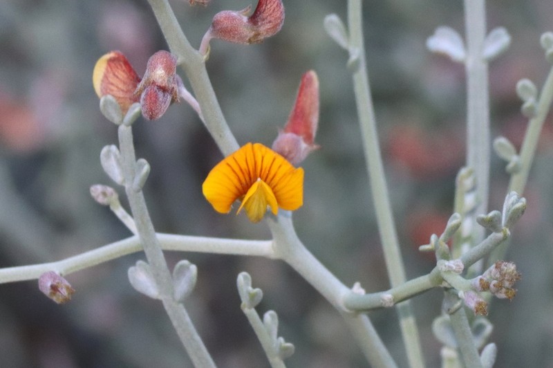 Adesmia argentea photo 3