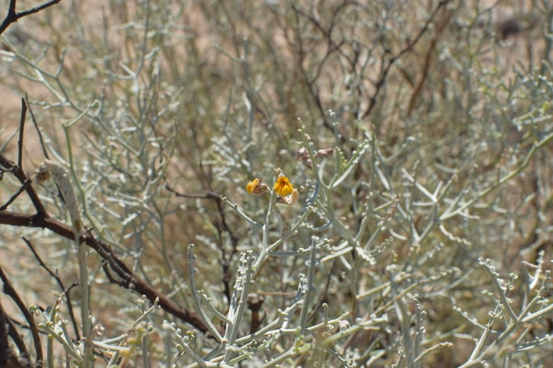 Adesmia argentea photo 5