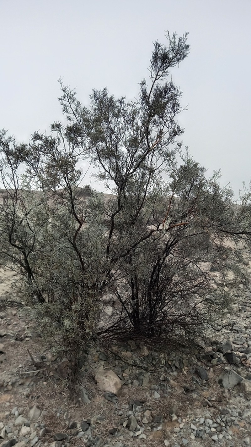 Adesmia argentea photo 6
