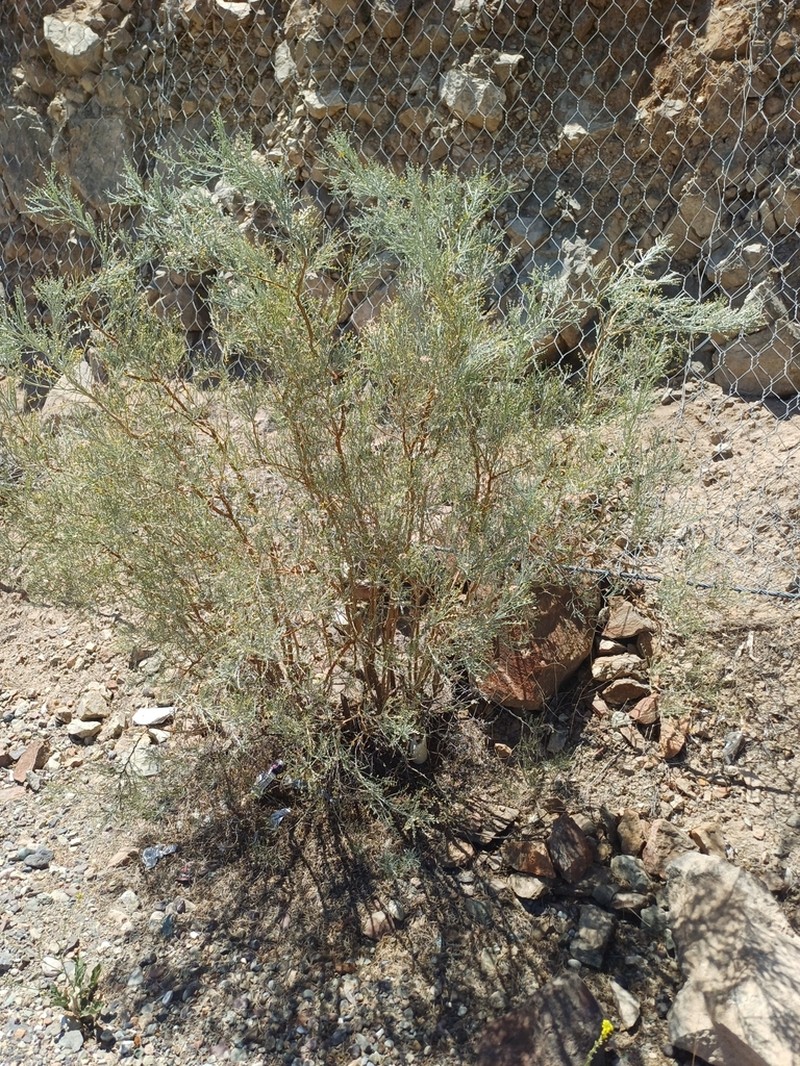 Adesmia argentea photo 7