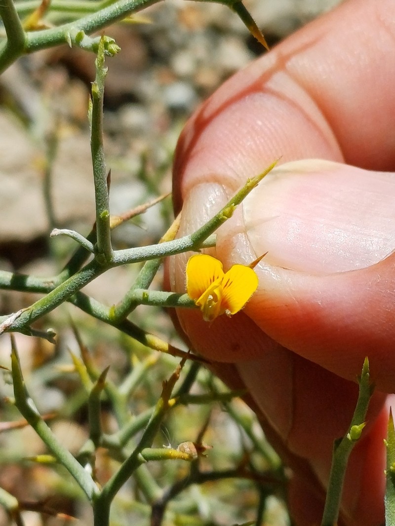 Adesmia argyrophylla