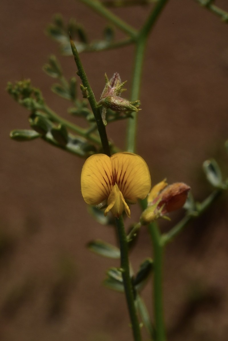 Adesmia argyrophylla photo 2