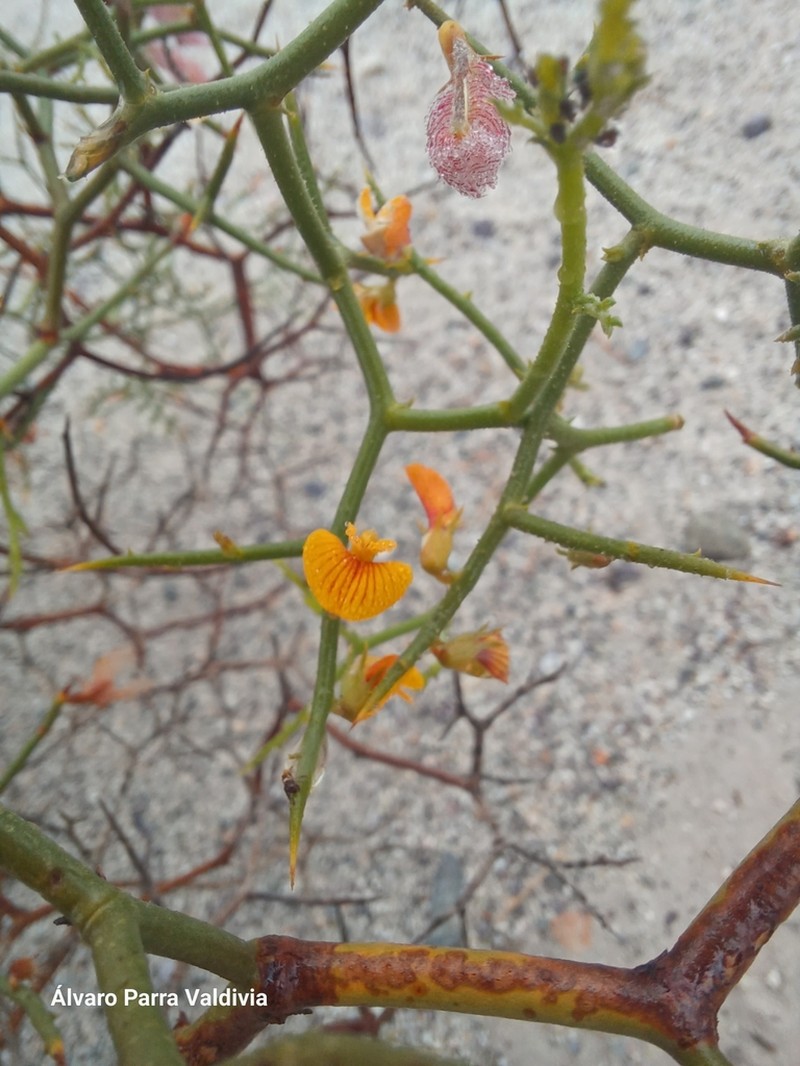 Adesmia argyrophylla photo 3