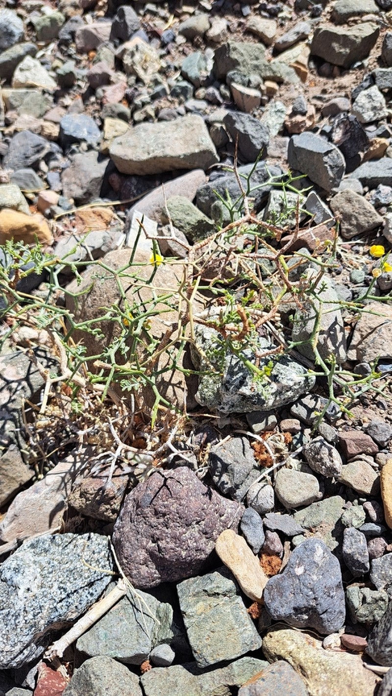 Adesmia argyrophylla photo 4