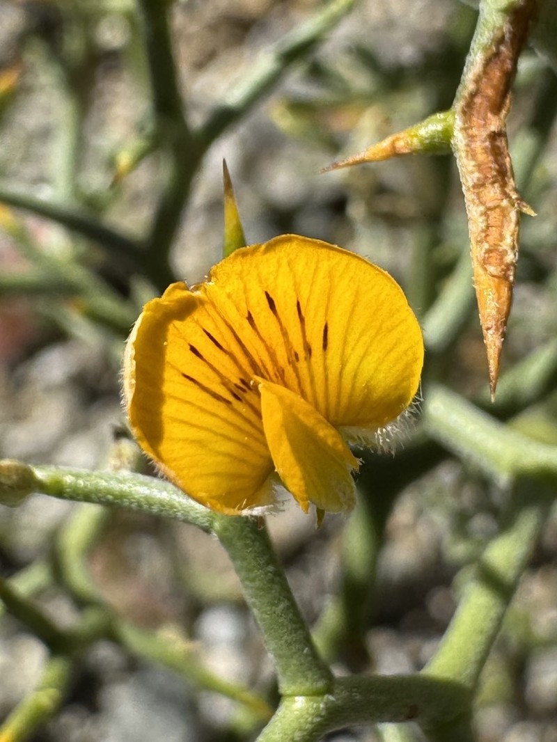 Adesmia argyrophylla photo 5
