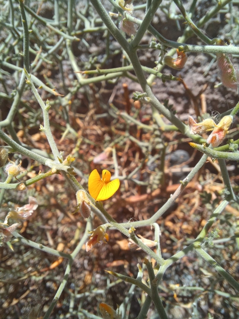 Adesmia argyrophylla photo 6