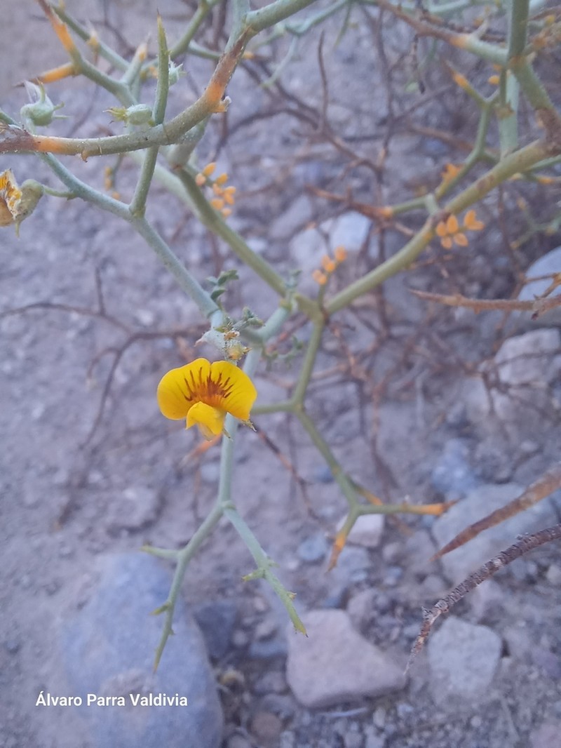 Adesmia argyrophylla photo 7