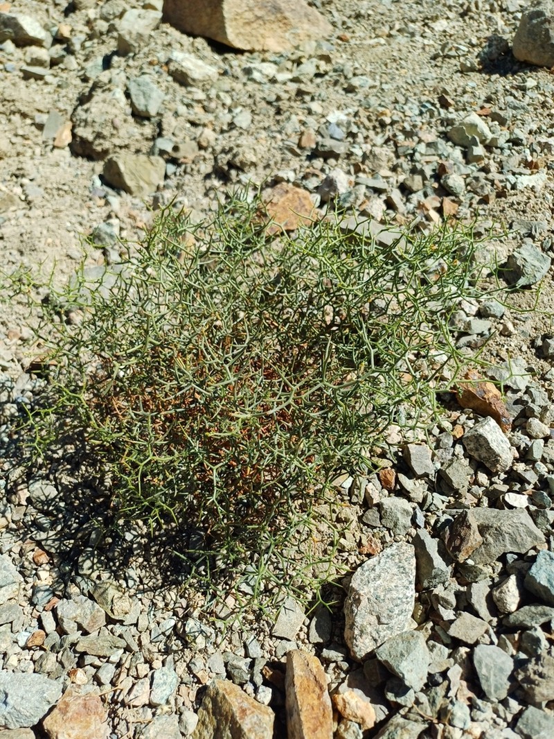 Adesmia argyrophylla photo 8