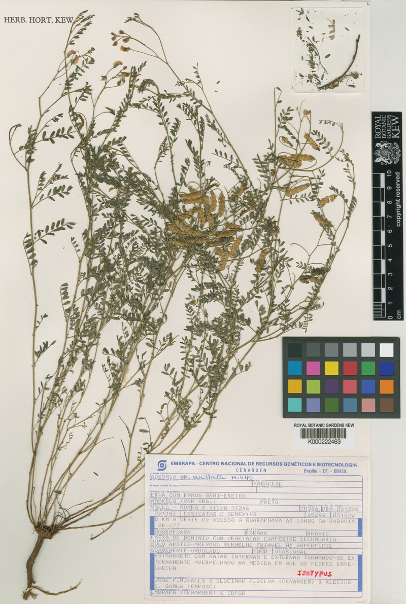 Adesmia arillata