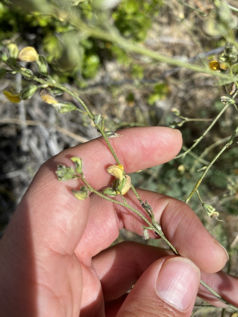 Adesmia aspera