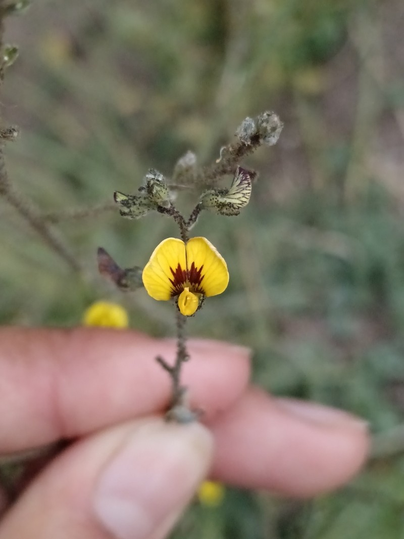 Adesmia aspera photo 3