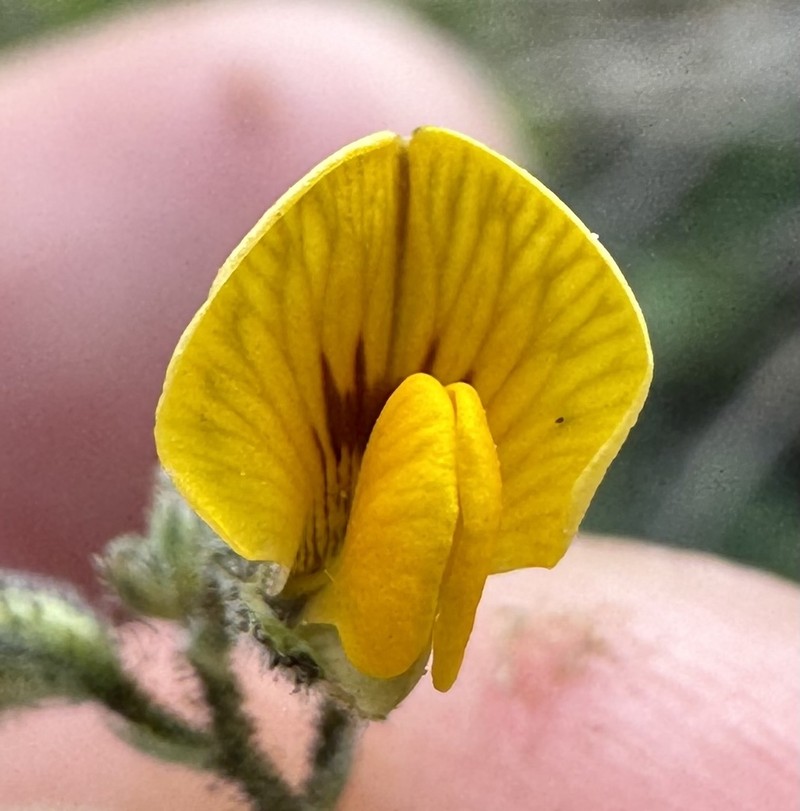 Adesmia aspera photo 4