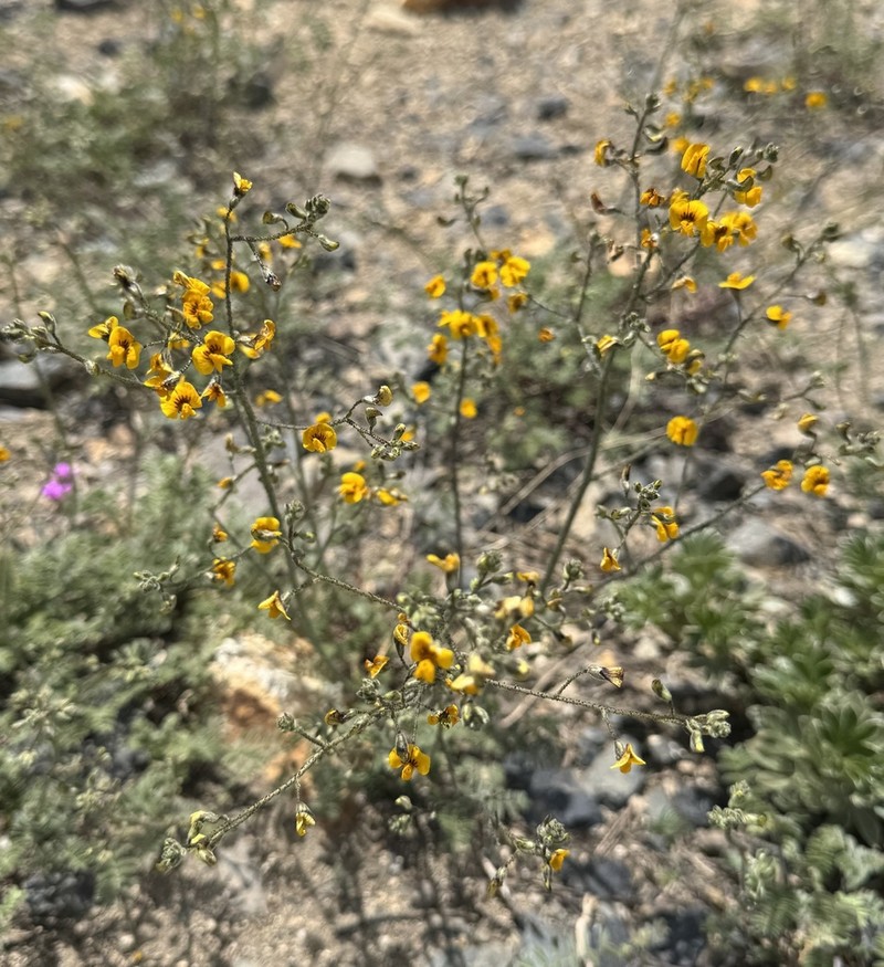 Adesmia aspera photo 5