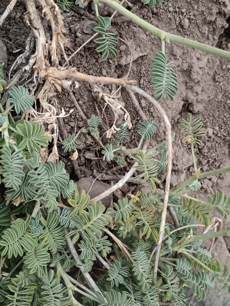 Adesmia aspera photo 6