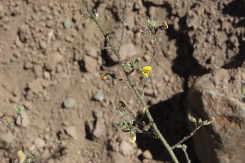 Adesmia aspera photo 7