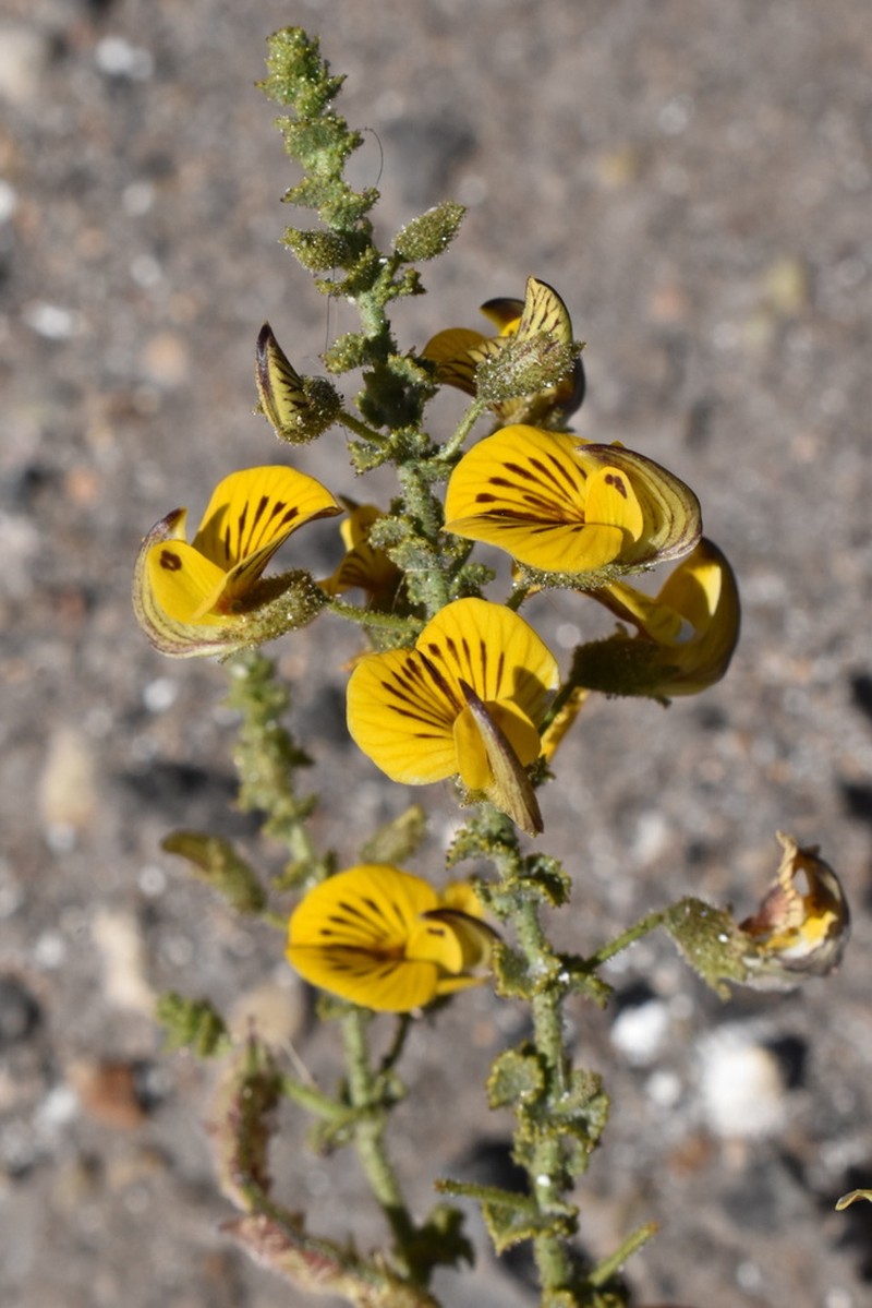 Adesmia atacamensis