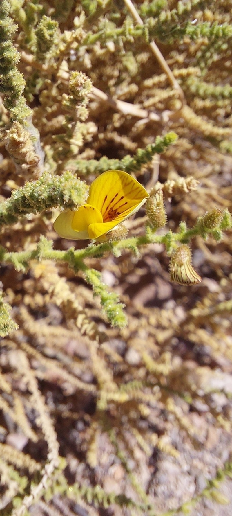 Adesmia atacamensis photo 2