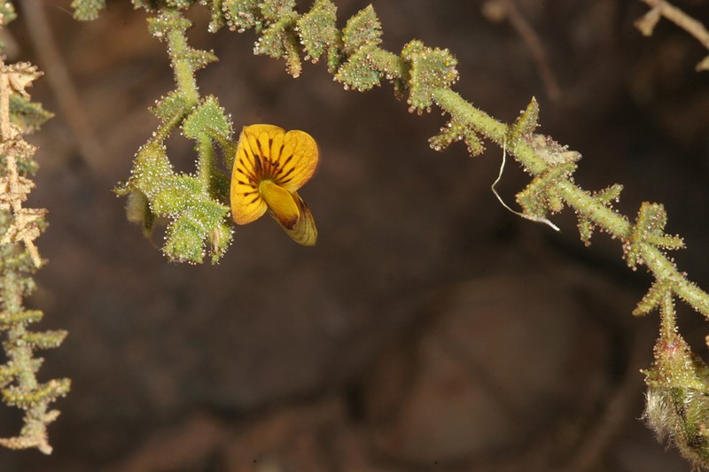 Adesmia atacamensis photo 3
