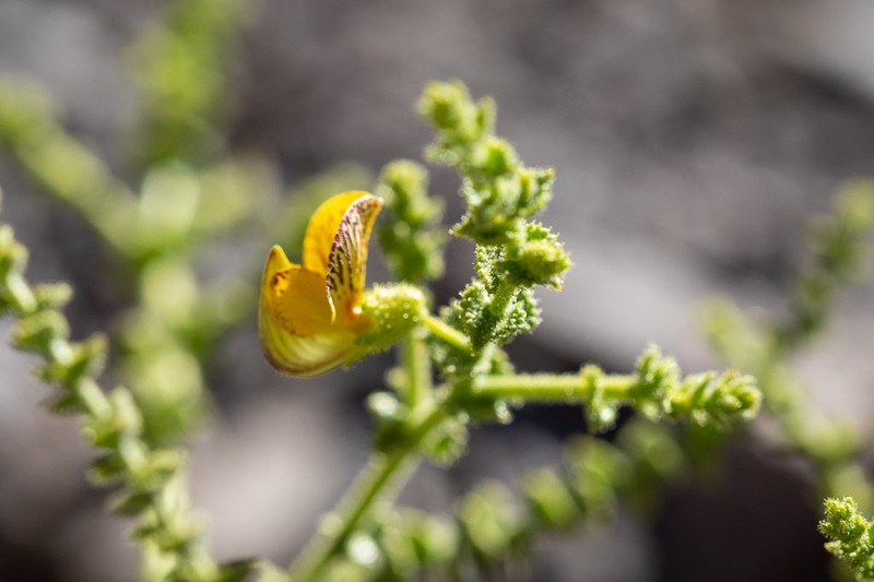 Adesmia atacamensis photo 4