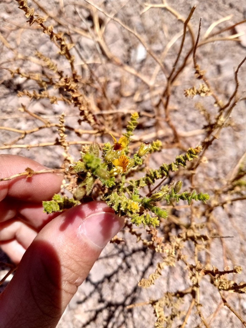 Adesmia atacamensis photo 5