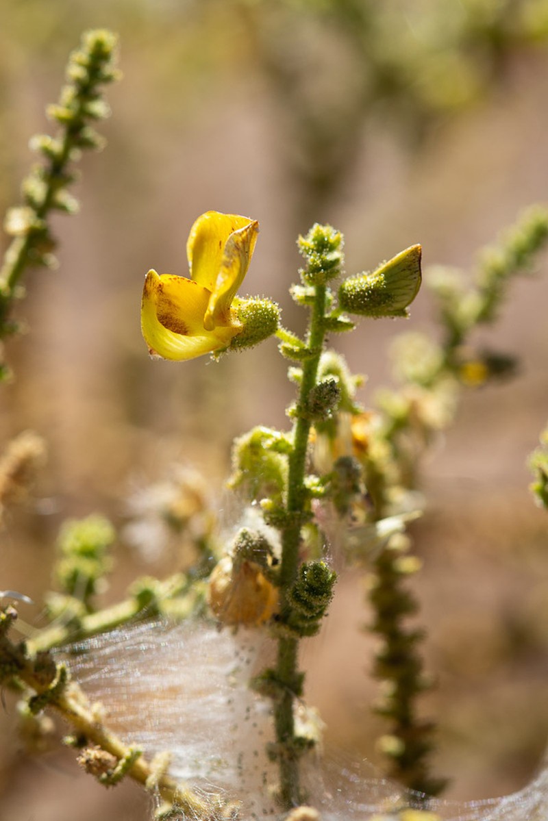 Adesmia atacamensis photo 6