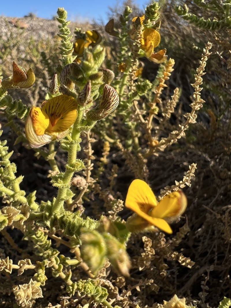 Adesmia atacamensis photo 7
