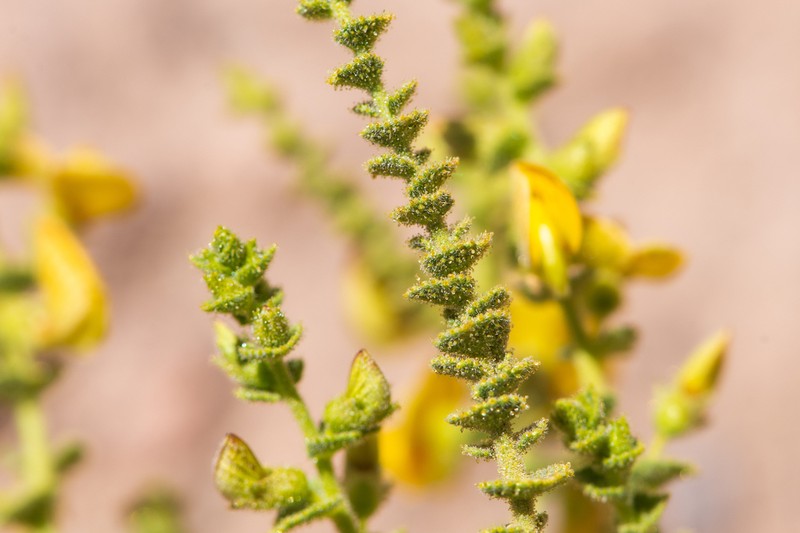 Adesmia atacamensis photo 8