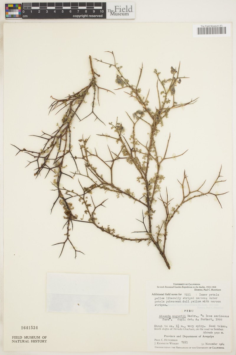 Adesmia augusti
