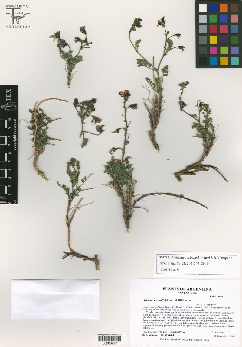 Adesmia australis