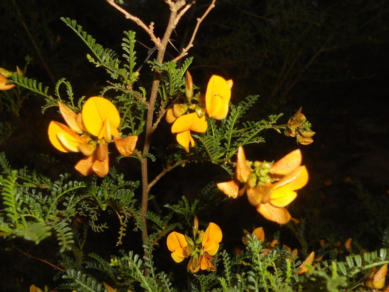 Adesmia balsamica photo 2