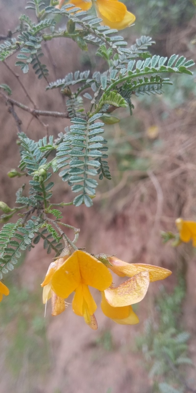 Adesmia balsamica photo 4