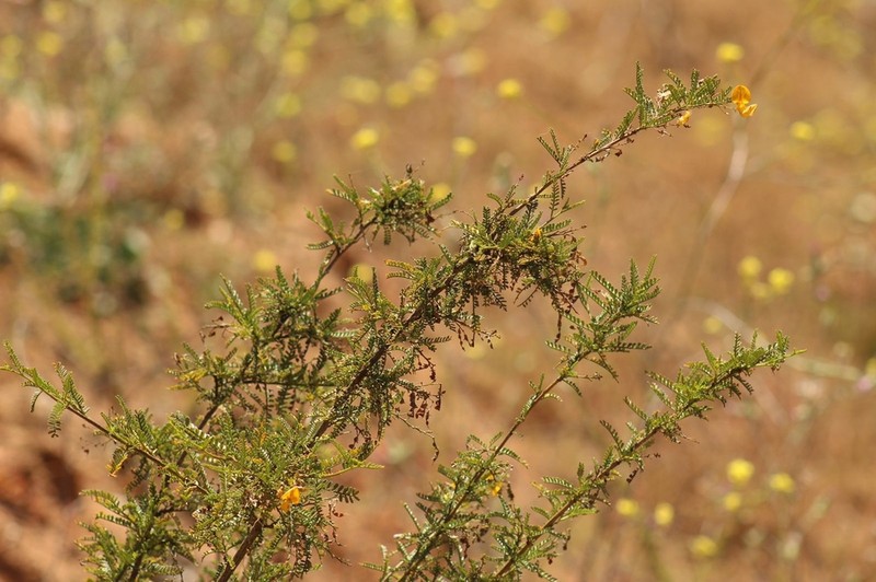 Adesmia balsamica photo 5