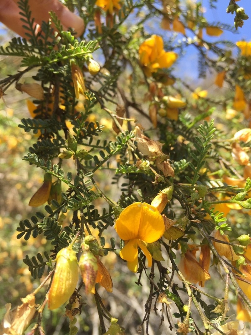 Adesmia balsamica photo 6