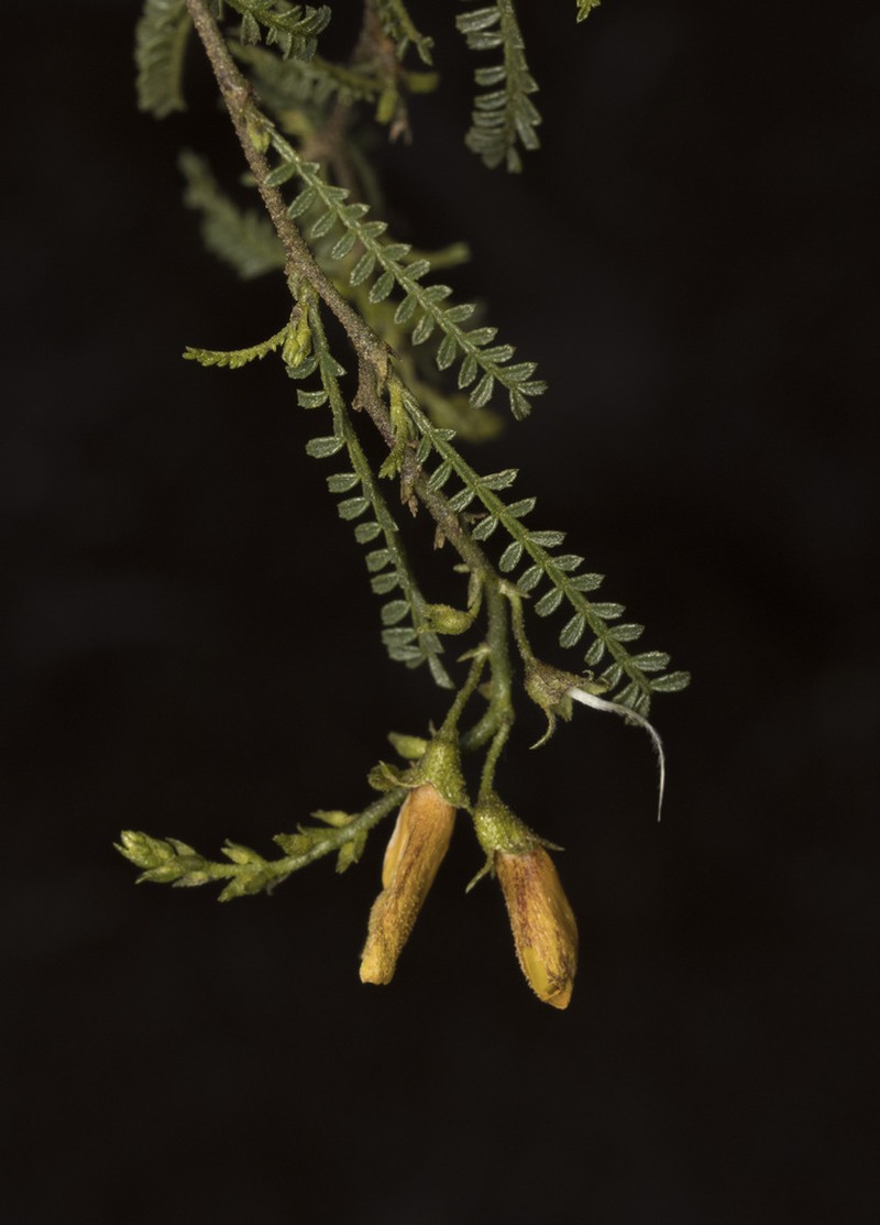 Adesmia balsamica photo 7