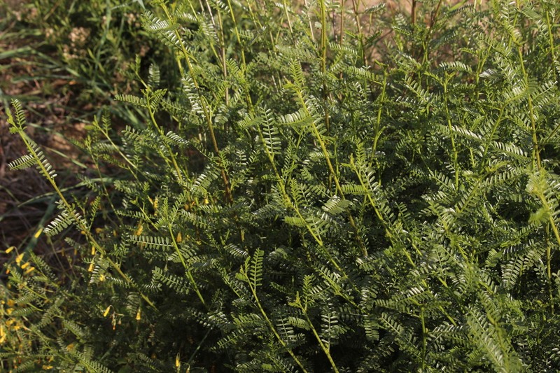 Adesmia balsamica photo 8