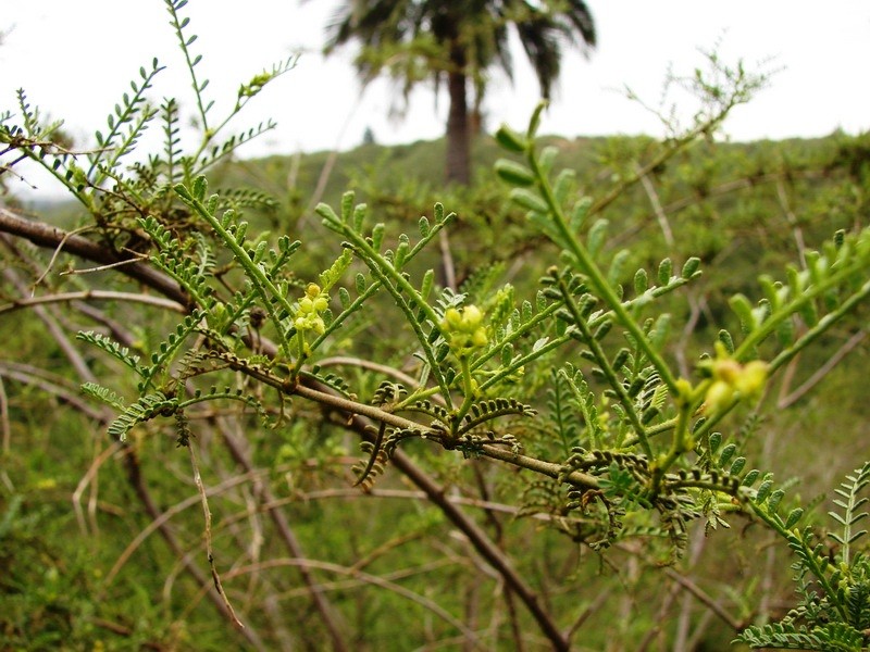 Adesmia balsamica