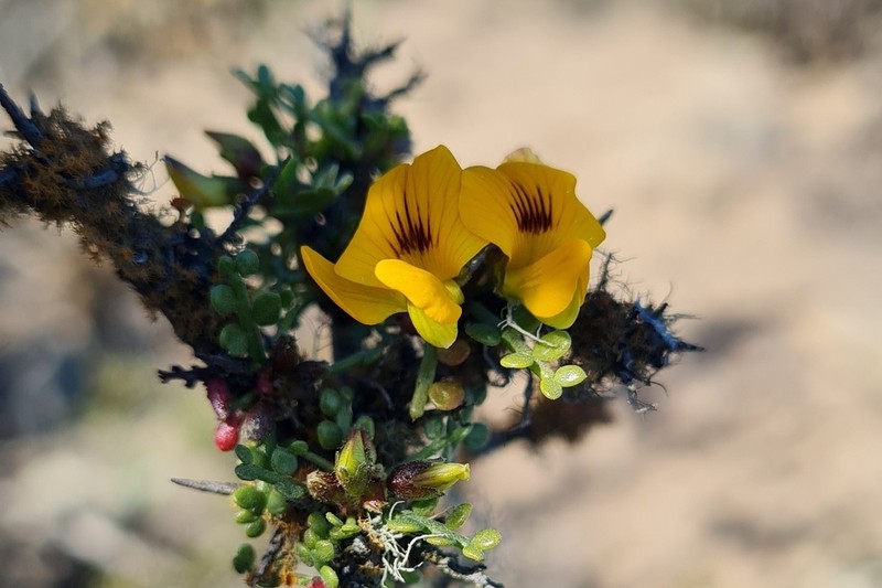 Adesmia bedwellii