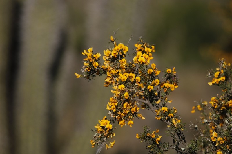 Adesmia bedwellii photo 2